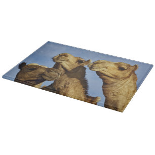 Drie kamelen, kameelmarkt, Caïro, Egypte Snijplank