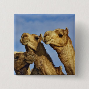 Drie kamelen, kameelmarkt, Caïro, Egypte Vierkante Button 5,1 Cm