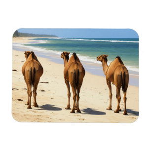 Drie kamelen op het strand in Mombasa, Kenia Magneet