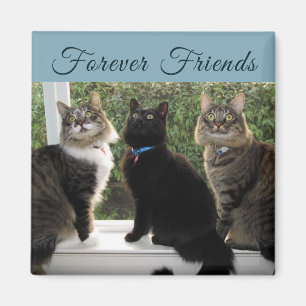 Drie Kat Vrienden in de Magnet van het Venster Magneet