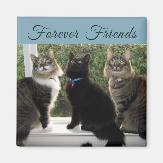 Drie Kat Vrienden in de Magnet van het Venster Magneet (Voorkant)