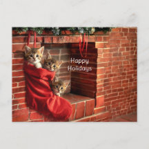 Drie katjes in een Kerstsok