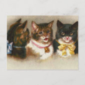"Drie katten" Briefkaart (Voorkant)