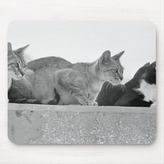 Drie katten muismat (Voorkant)