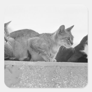 Drie katten vierkante sticker