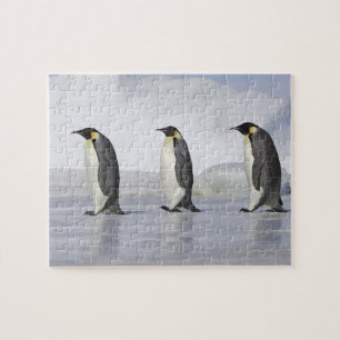 Drie keizerpenguins, Snow Hill Island Legpuzzel