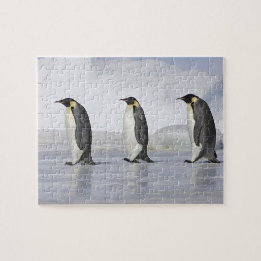 Drie keizerpenguins, Snow Hill Island Legpuzzel (Horizontaal)