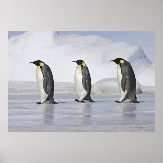 Drie keizerpenguins, Snow Hill Island Poster (Voorkant)