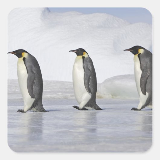 Drie keizerpenguins, Snow Hill Island Vierkante Sticker (Voorkant)