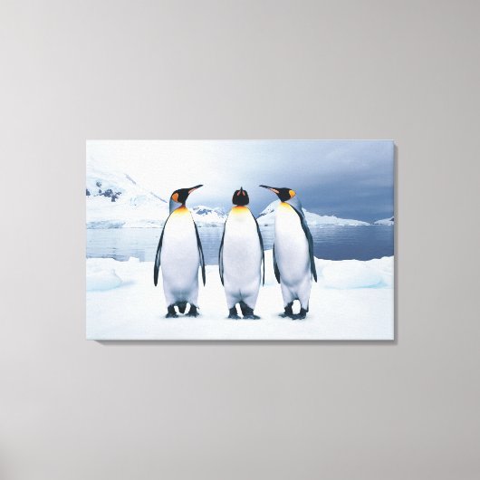 Drie King Penguins Canvas Afdruk (Voorkant)