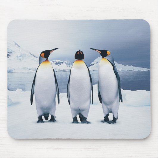 Drie King Penguins Muismat (Voorkant)
