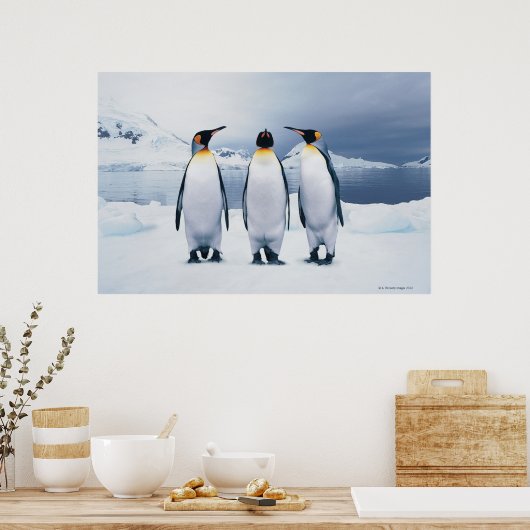 Drie King Penguins Poster (Keuken)