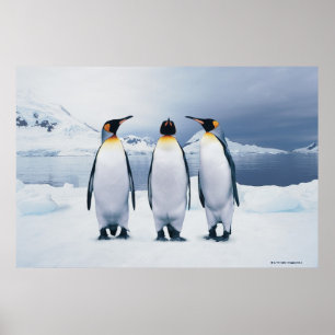 Drie King Penguins Poster