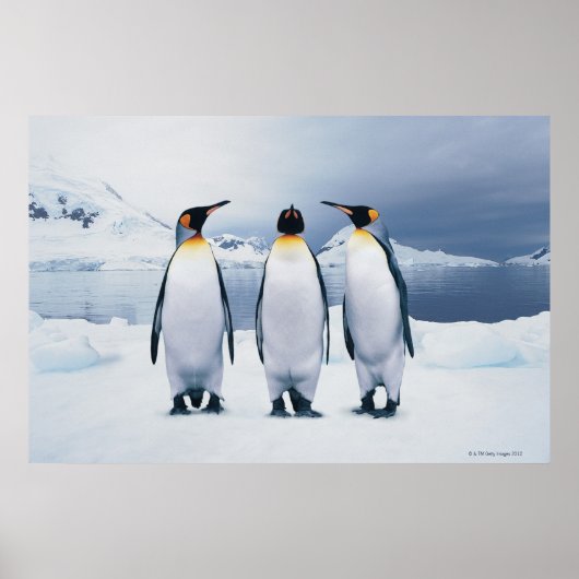 Drie King Penguins Poster (Voorkant)