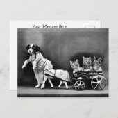 Drie Kitten Pony Ride Briefkaart (Voorkant / Achterkant)