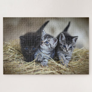 drie kittens puzzel