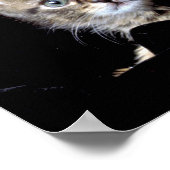 Drie Kittens van Junglewalk.com Poster (Hoek)