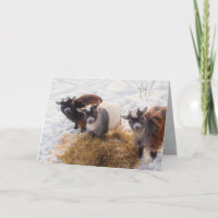 Drie kleine geiten, in de sneeuw naast hooi