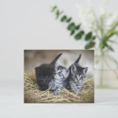 Drie Kleine Kittens briefkaart (Staand voorkant)