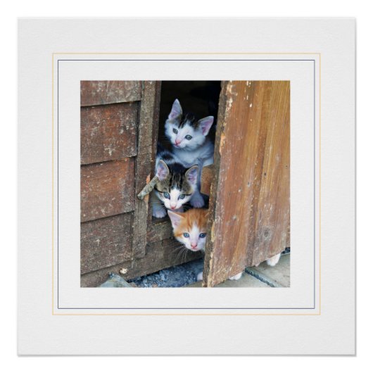 Drie Kleine Kittens Fotografisch Glanzend Poster Perfect Poster (Voorkant)
