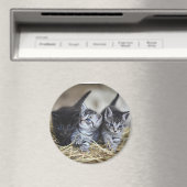 Drie Kleine Kittens Magneet (Insitu (Vaatwasser))