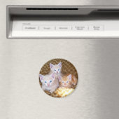 Drie kleine kittens magneet (Insitu (Vaatwasser))