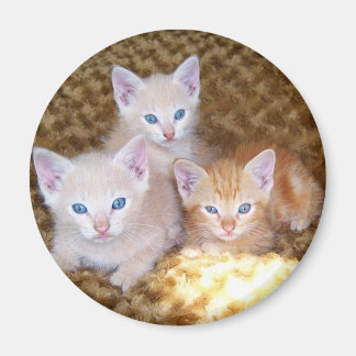Drie kleine kittens magneet