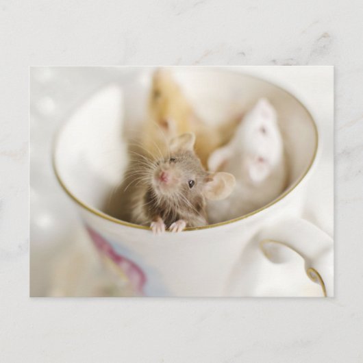 Drie kleine muizen briefkaart (Voorkant)