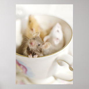 Drie kleine muizen poster