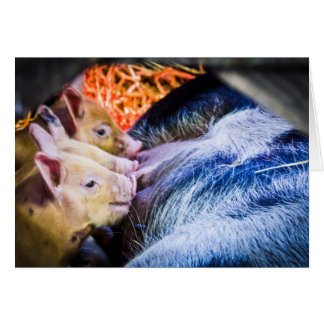 Drie kleine varkens