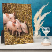 Drie kleine varkens fotoplaat (Zijkant)