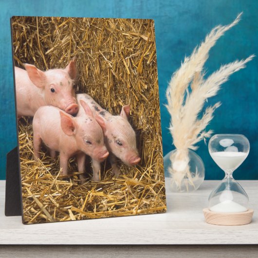 Drie kleine varkens fotoplaat (Zijkant)