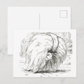 Drie kleine Varkens: Het eerste kleine Varkenspijn Briefkaart (Voorkant / Achterkant)