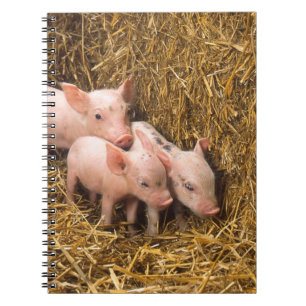 Drie kleine varkens notitieboek