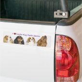 Drie kleuren van Cavalier King Charles Spaniels Bumpersticker (Op Truck)