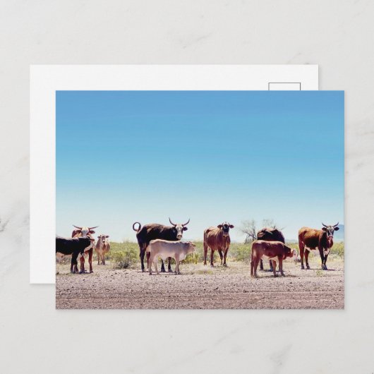 Drie Koe families Briefkaart (Voorkant / Achterkant)