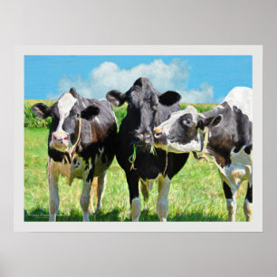 Drie Koeien van Holstein Poster