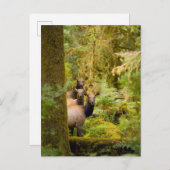 drie Koeien van roosevelt elk over Uitzicht Briefkaart (Voorkant / Achterkant)