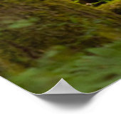 drie Koeien van roosevelt elk over Uitzicht Poster (Hoek)