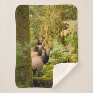 drie Koeien van roosevelt elk over Uitzicht Sherpa Deken