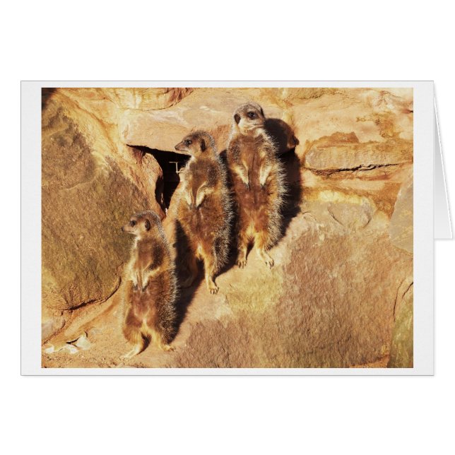 Drie kruidnagels (Voorkant Horizontaal)