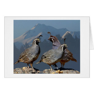 DRIE KWALITEIT EN SHASTA