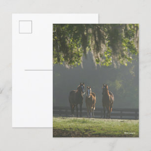 Drie kwart paarden staan in de lijst briefkaart
