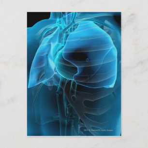 Drie kwart uitzicht hart en longen briefkaart