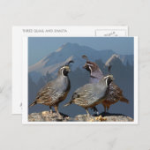 DRIE KWARTELS EN SHASTA BRIEFKAART (Voorkant / Achterkant)