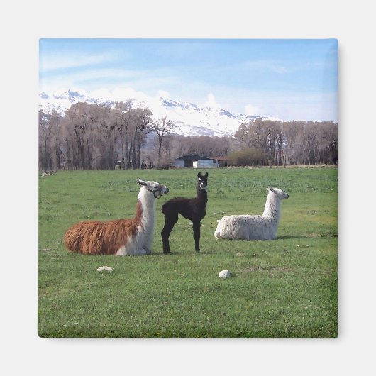 Drie lama's in het veld magneet (Voorkant)