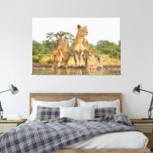 Drie leeuwen Drink Canvas Afdruk (Insitu (Slaapkamer))