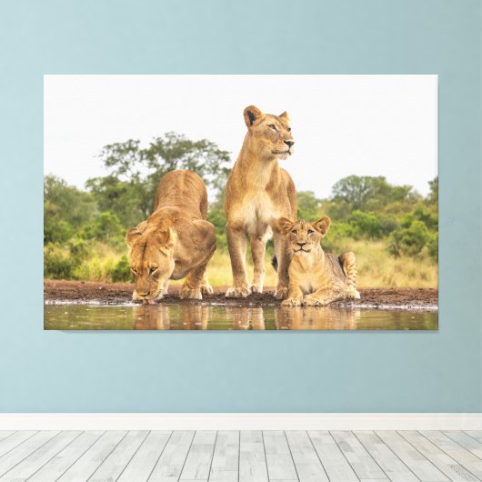 Drie leeuwen Drink Canvas Afdruk (Insitu (Houten vloer))