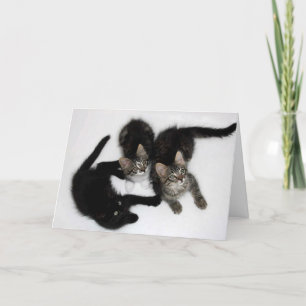 Drie Leuke Kittens Blank Wenskaart Kaart