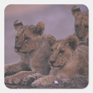 Drie lionkubussen vierkante sticker